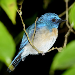 Cyornis