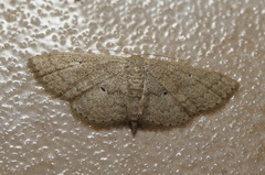 Scopula hypochra