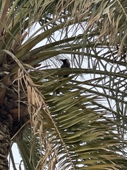 Corvus splendens