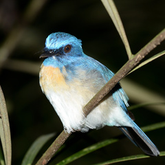 Cyornis
