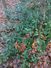 Ilex aquifolium