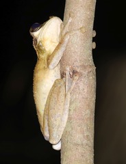 Hylidae