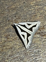 Dichromodes personalis