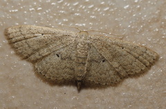 Scopula hypochra