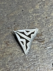 Dichromodes personalis