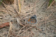 Sevenia benguelae