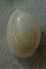 Bullacta caurina