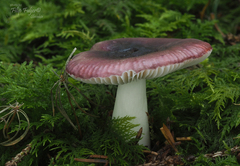 Russula atrorubens