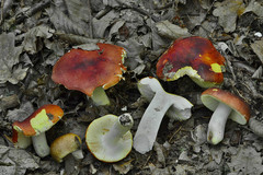 Russula aurea