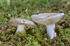 Russula anatina
