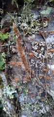 Davallia trichomanoides