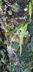 Davallia trichomanoides