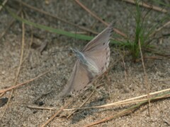 Sevenia benguelae