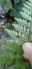 Davallia trichomanoides