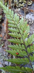 Davallia trichomanoides
