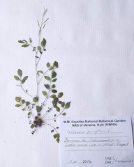 Cardamine parviflora
