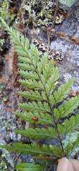Davallia trichomanoides