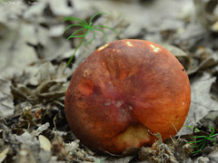 Russula aurea