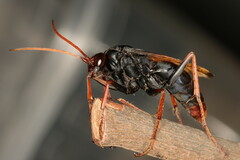 Tachypompilus ignitus