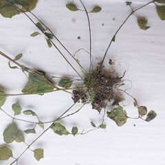 Cardamine parviflora