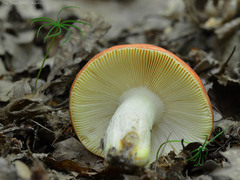 Russula aurea