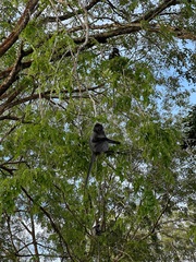 Trachypithecus cristatus