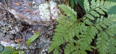 Davallia trichomanoides