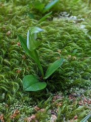 Pterostylis dubia