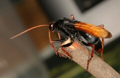 Tachypompilus ignitus