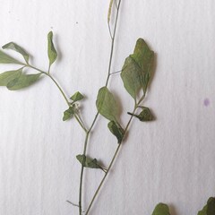 Cardamine parviflora