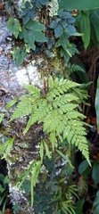 Davallia trichomanoides
