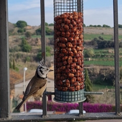 Lophophanes cristatus