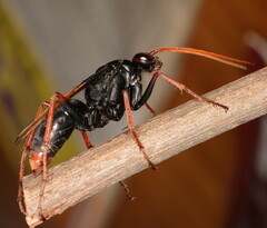 Tachypompilus ignitus