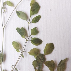Cardamine parviflora