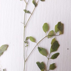 Cardamine parviflora