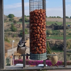 Lophophanes cristatus