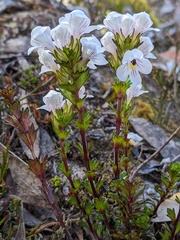 Euphrasia striata
