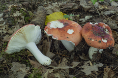 Russula aurora