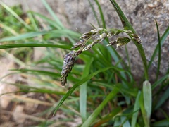 Anthoxanthum fraseri