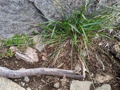 Anthoxanthum fraseri