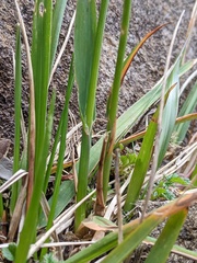 Anthoxanthum fraseri