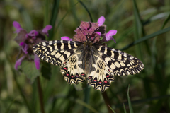 Zerynthia polyxena