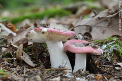 Russula aurora