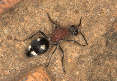 Dolichomutilla sycorax