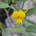 Rhynchosia senna - Photo (c) Alex Abair,  זכויות יוצרים חלקיות (CC BY-NC), uploaded by Alex Abair