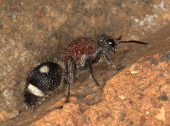 Dolichomutilla sycorax