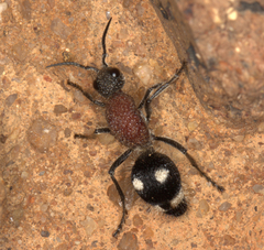 Dolichomutilla sycorax