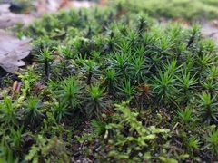 Polytrichum formosum