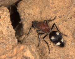 Dolichomutilla sycorax