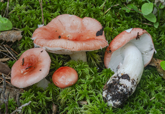 Russula betularum